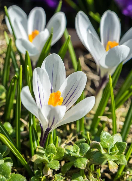 Bílý krokus na jaře — Stock fotografie