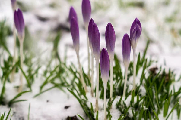 雪中的番红花 — 图库照片