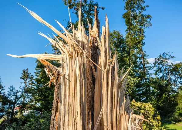 Bir fırtına sonra kırık ağaç — Stok fotoğraf