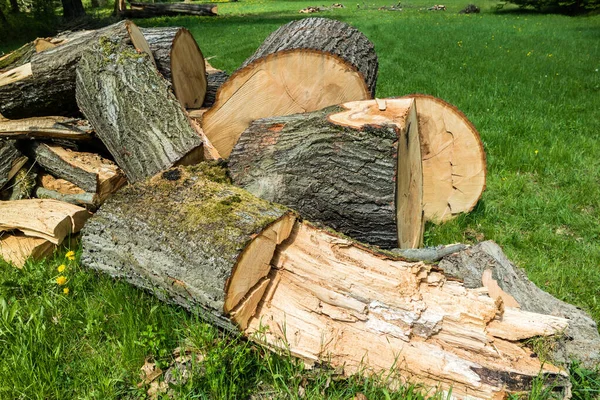 Árbol tronco talado imagen — Foto de Stock