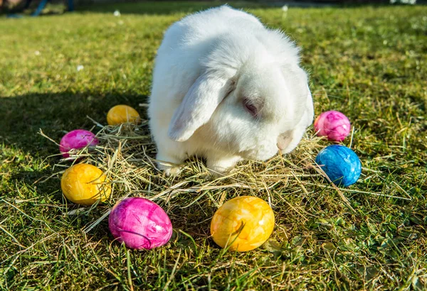 Mutlu Paskalya Tavşanları Bahçede — Stok fotoğraf