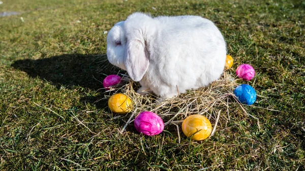 Yumurtalı Paskalya Tavşanı — Stok fotoğraf