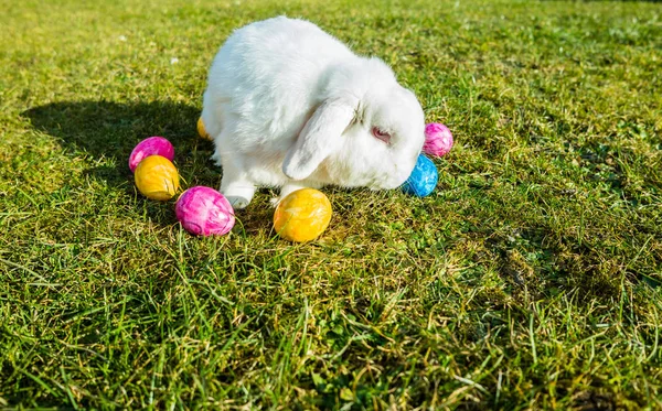 Conejo de Pascua en el jardín con huevos — Foto de Stock