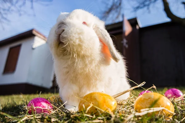 Tatlı tavşan ve paskalya yumurtası — Stok fotoğraf