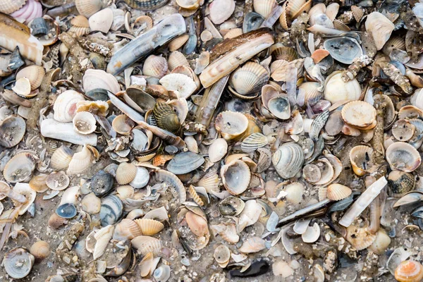 Κοχύλια Τράπεζα στη Θάλασσα Wadden — Φωτογραφία Αρχείου