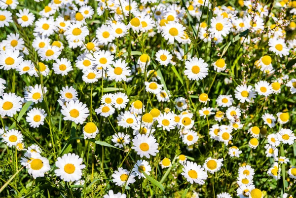 Daisy in summer field — 스톡 사진