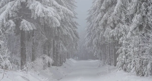 エルツゲージ山脈の冬の森 — ストック写真