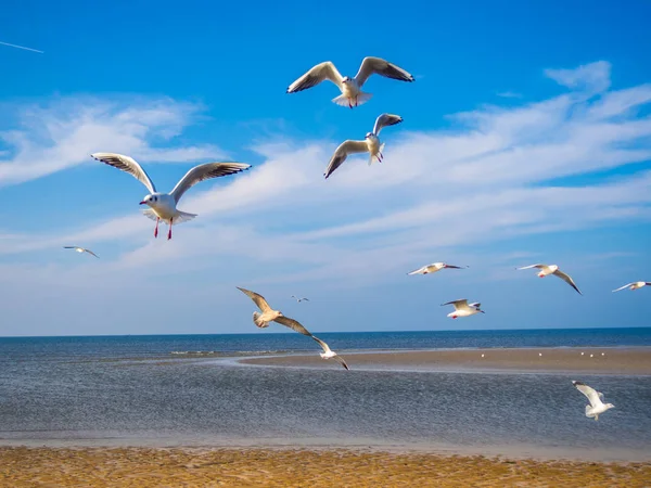 Seagulls on the North Sea — Stock Photo, Image