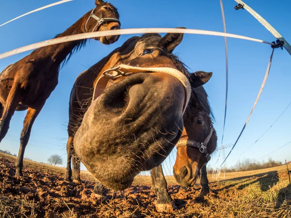 Caballo mira a la cámara — Foto de Stock