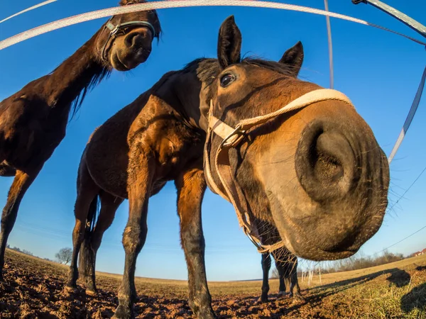 Drôle de portrait d'un cheval — Photo