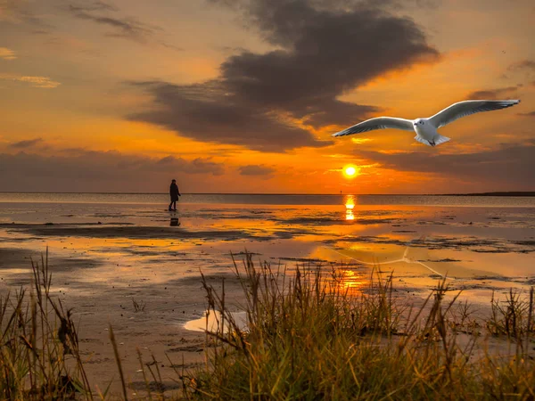 Wadden Sea North Sea — Stock Photo, Image