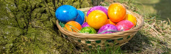 Panorama Easter Basket on a Tree — Stock Photo, Image