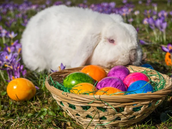 Paskalya tavşanı sepeti ile — Stok fotoğraf