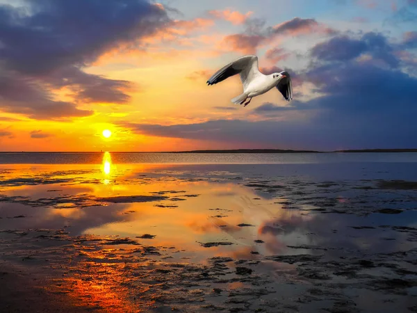 Sea Gull on the Wadden Sea — Stock Photo, Image