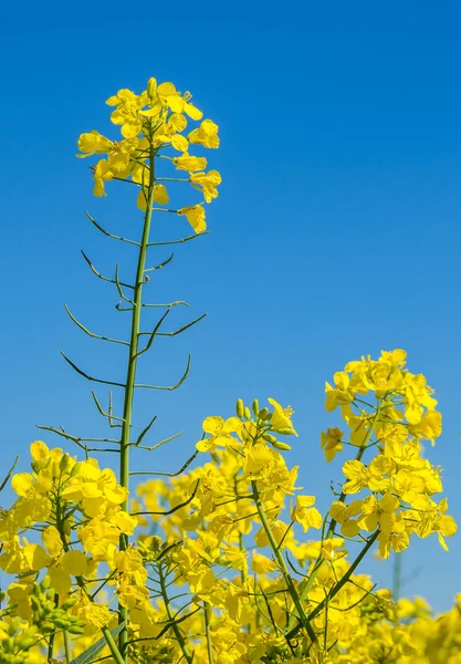 Le colza fleurit dans le ciel bleu — Photo