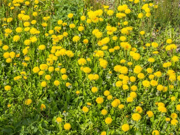 Pradera de diente de león en primavera —  Fotos de Stock