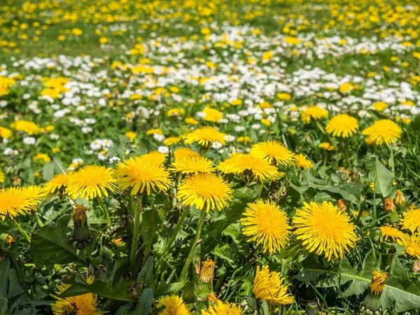 Dandelion and daisies in spring — 스톡 사진