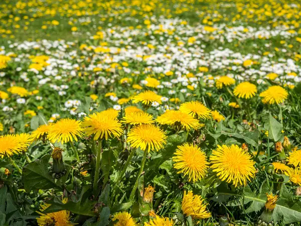 Dente-de-leão e margaridas na primavera — Fotografia de Stock