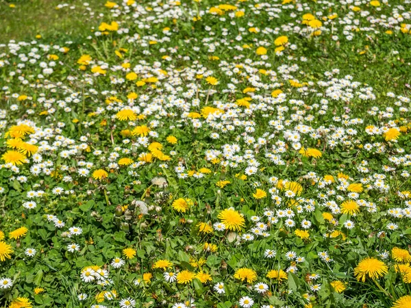 Löwenzahn und Gänseblümchen im Frühling — Stockfoto