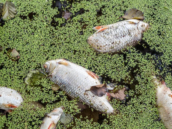 Peces muertos en el estanque — Foto de Stock