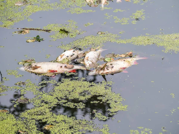 Peces muertos en el lago — Foto de Stock