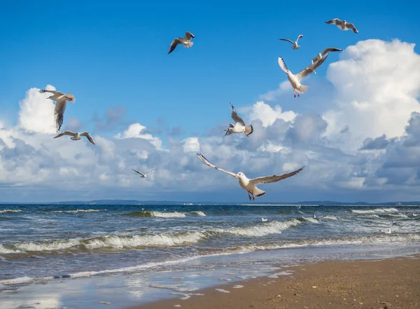 Seagulls at the Baltic Sea — Stock Photo, Image