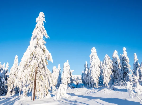 Winter forest in the Erzgebirge — Stock Photo, Image