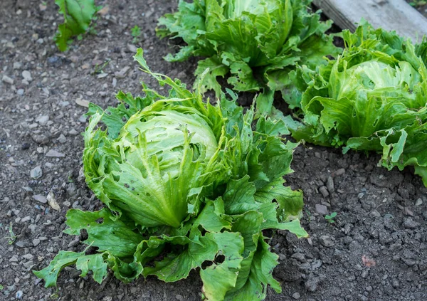 green salad grows in the garden