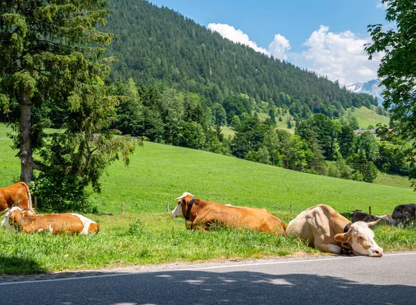 Vacas lecheras en los Alpes Berchtesgaden — Foto de Stock