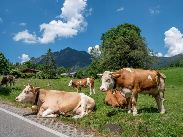 Vacas lecheras en los Alpes en un pasto — Foto de Stock