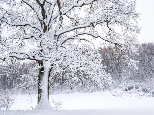 雪景色の風合いを — ストック写真