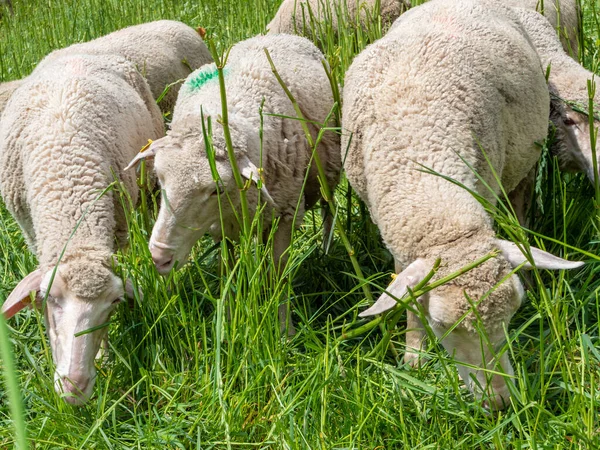 Schafe weiden auf der Weide, grünes Gras — Stockfoto