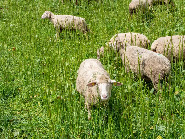 Schapen grazen op de weideboerderij — Stockfoto