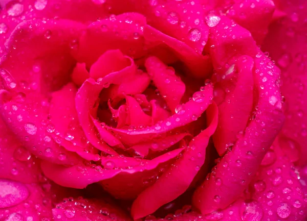 Textura de uma rosa com gotas de água — Fotografia de Stock