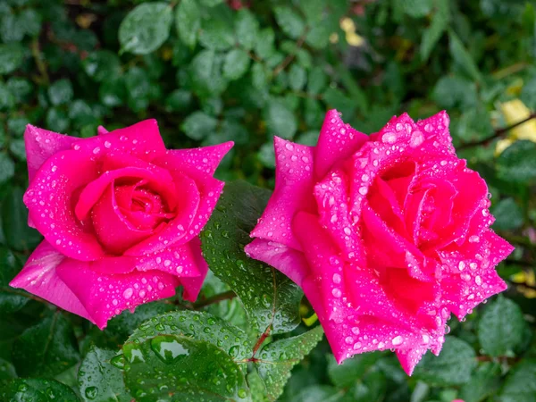 Rosa rosa com gotas de chuva no jardim — Fotografia de Stock