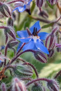 Borage Borago officinalis in bloom clipart