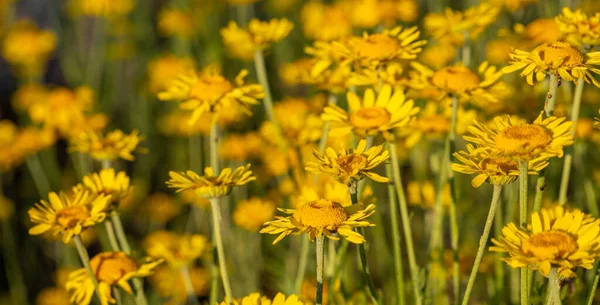 Panorama Floração flor de camomila cão — Fotografia de Stock