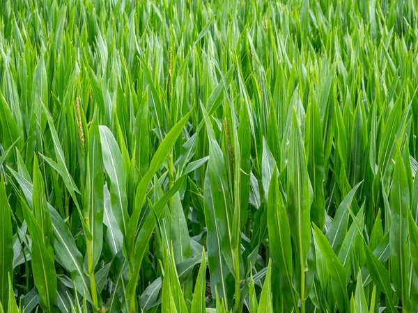 Green corn leaves on a corn field — 스톡 사진