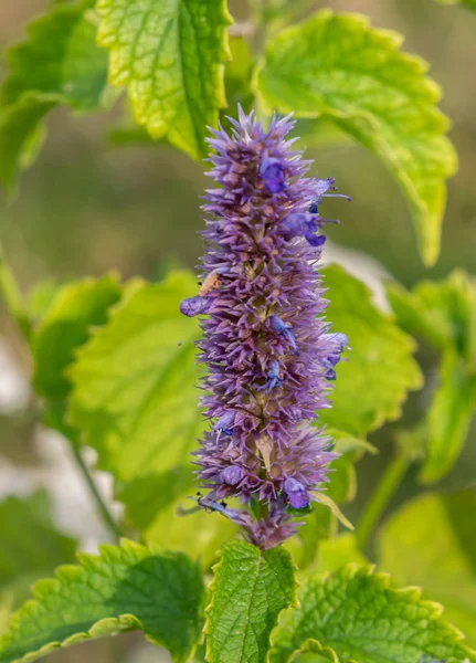 Anise-urtiga Agastache foeniculum planta medicinal em flor — Fotografia de Stock