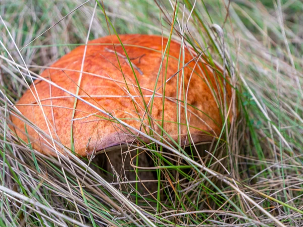 Berkenrode kap in een weide — Stockfoto