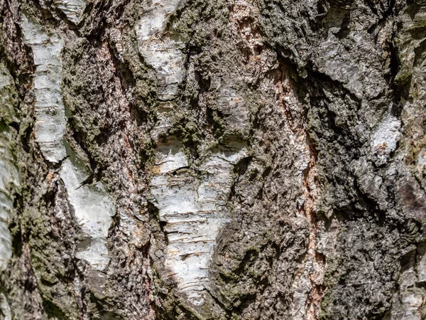Bříza strom kůra textura pozadí — Stock fotografie