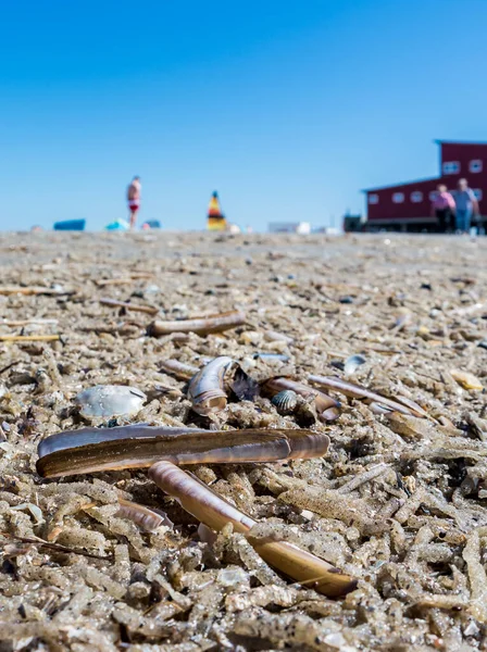 Északi-tengeri kagylók a strandon — Stock Fotó