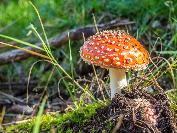 Vliegenzwam op de bosbodem — Stockfoto