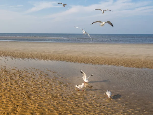 Sea Gulls on the Baltic Sea — Stock Photo, Image