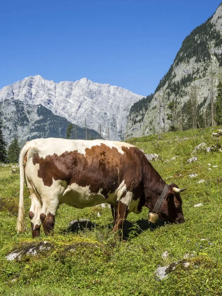 Vacas lecheras en los Alpes en un pasto — Foto de Stock