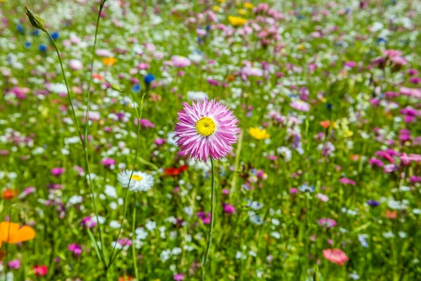 여름의 꽃밭 — 스톡 사진