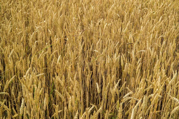 Grain Texture Background texture — 스톡 사진