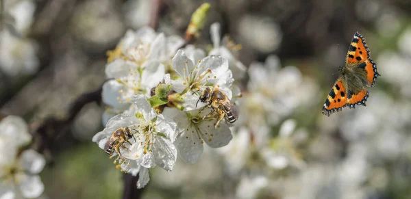 Honeybees on plum tree banner