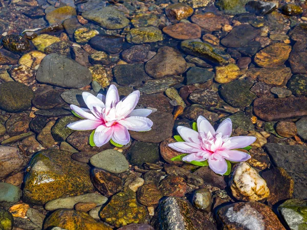 Flores de loto en el arroyo del silencio —  Fotos de Stock