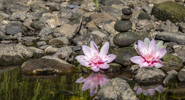 Flor de loto panorámica con roca —  Fotos de Stock
